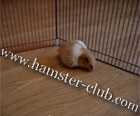 hamster amyloidosis