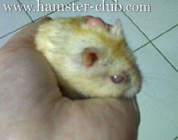 hamster cataracts
