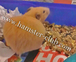 hamster pyometra